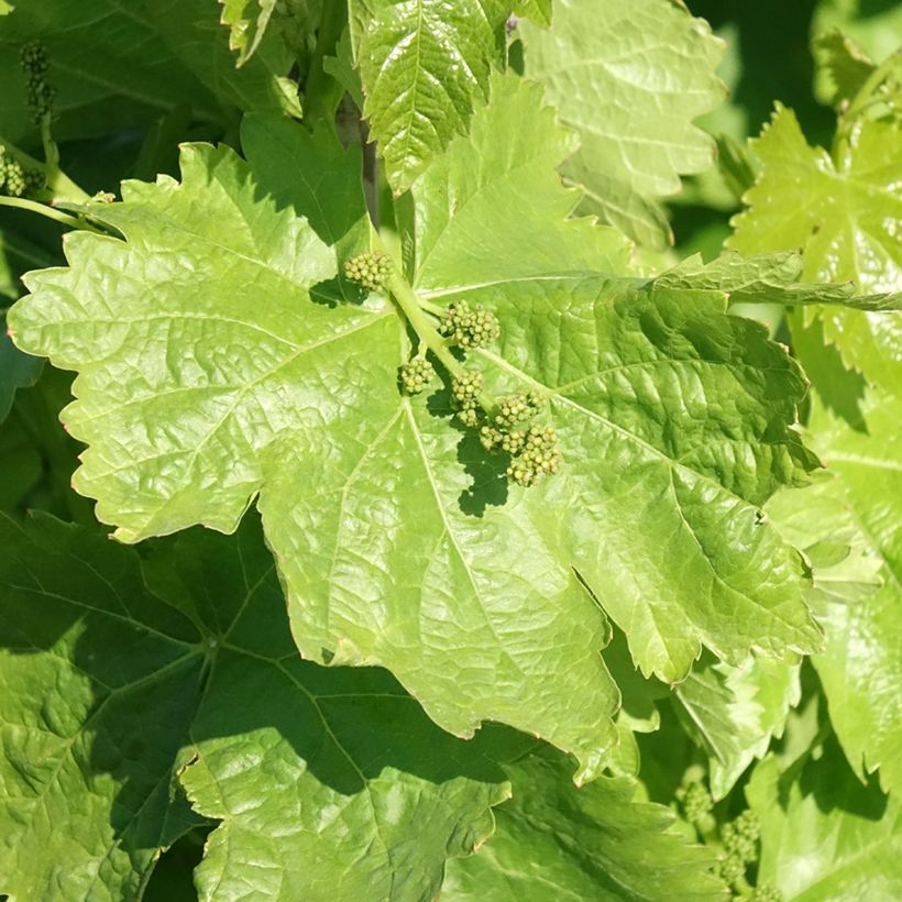 Weinrebe Michele Palieri (Foliage)