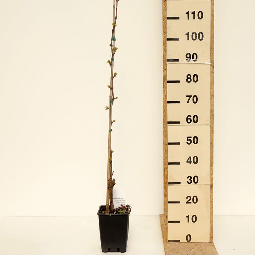 Example of Weinrebe Michele Palieri Topf mit 1,5L/2L as you get in printemps