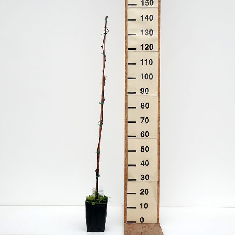 Example of Weinrebe Moscato d'Adda Topf mit 1,5L/2L as you get in hiver