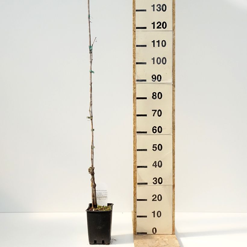 Example of Weinrebe Moscato Giallo Topf mit 1,5L/2L as you get in printemps