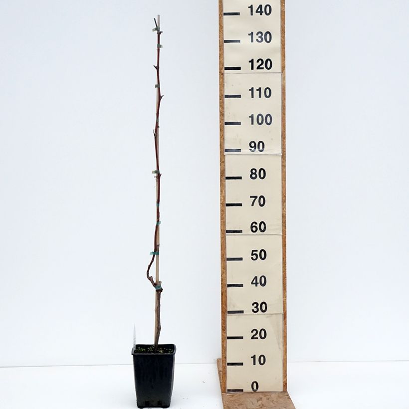 Example of Weinrebe Opalina - Vitis labrusca x vinifera Topf mit 1,5L/2L as you get in hiver