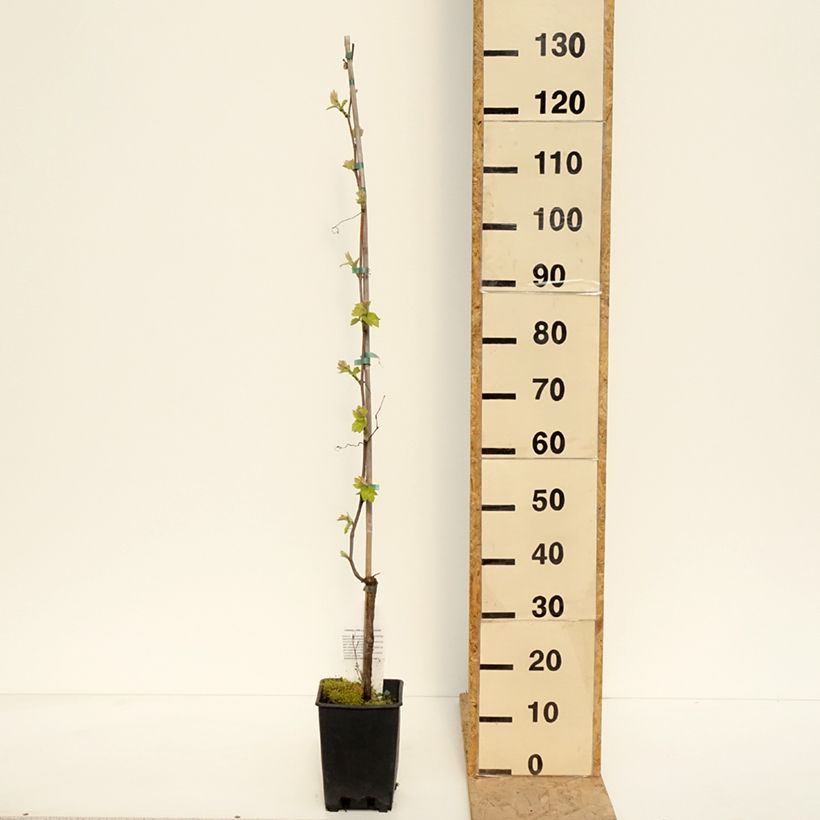 Example of Weinrebe Opalina - Vitis labrusca x vinifera Topf mit 3L/4L as you get in printemps