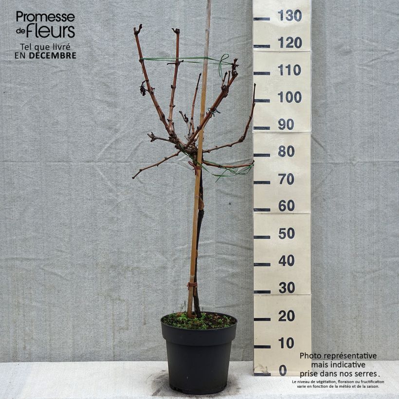 Exemplar von Vigne de table Picurka - Vitis vinifera Pot de 7,5L/10L, Tige, Tige de 70 cm wie im Winter geliefert