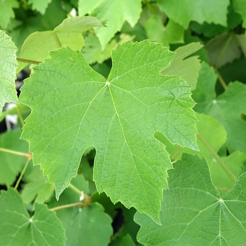 Weinrebe Pizzutello Nero (Foliage)