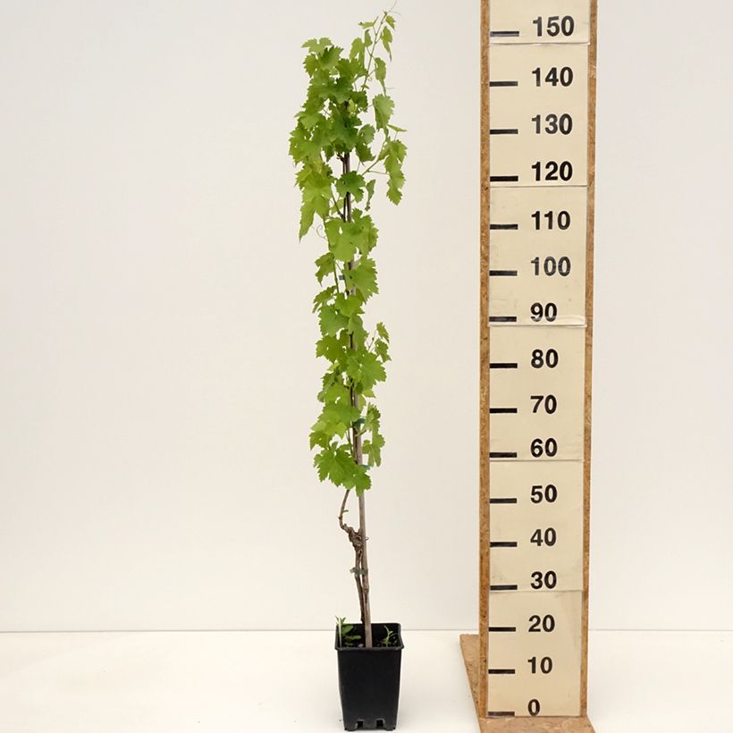 Exemplar von Weinrebe Regina dei Vigneti (Incrocio Mathiasz 140) Topf mit 1,5L/2L wie im Frühjahr geliefert