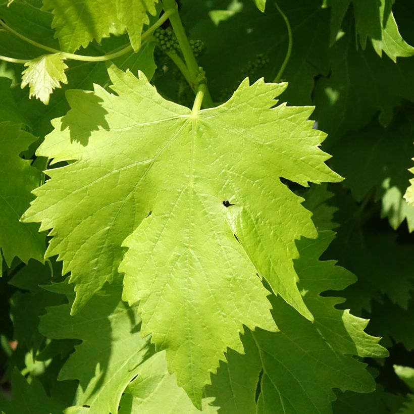 Weinrebe Regina Nera (Foliage)