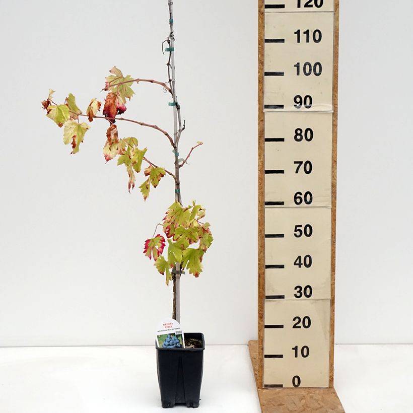 Exemplar von Weinrebe Regina Nera Topf mit 1,5L/2L wie im Herbst geliefert