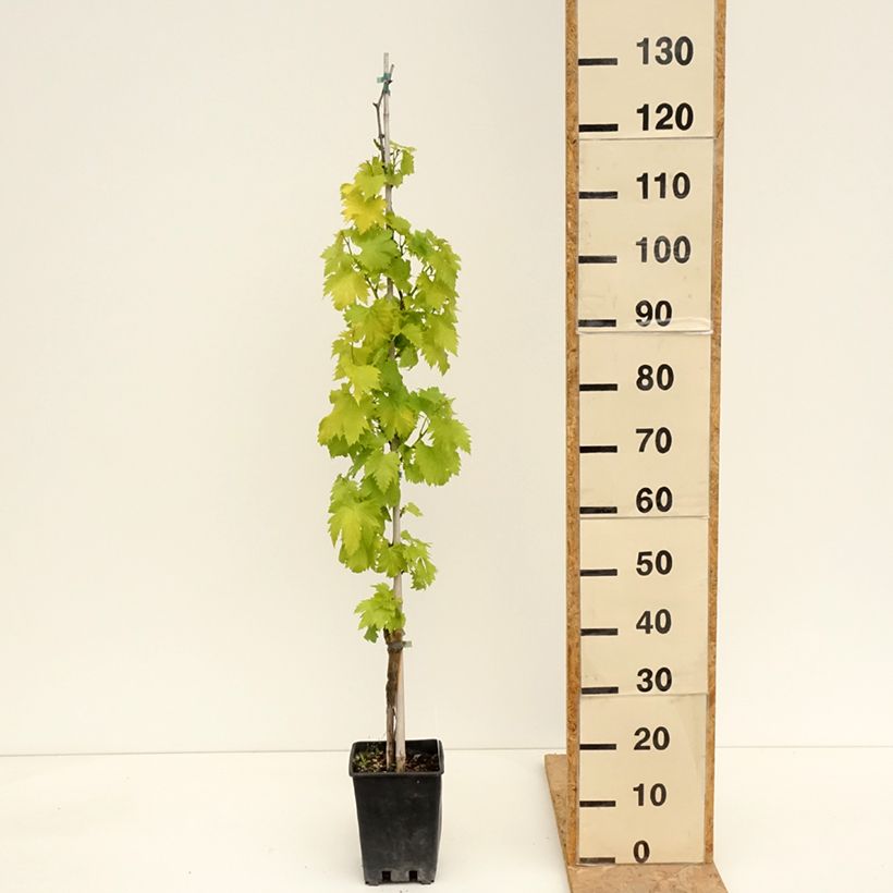 Example of Weinrebe Regina Nera Topf mit 1,5L/2L as you get in printemps