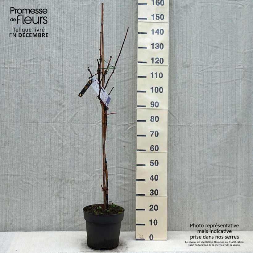 Exemplar von Vigne de table Rhea - Vitis vinifera Pot de 7,5L/10L, Tige, Tige de 70 cm wie im Winter geliefert