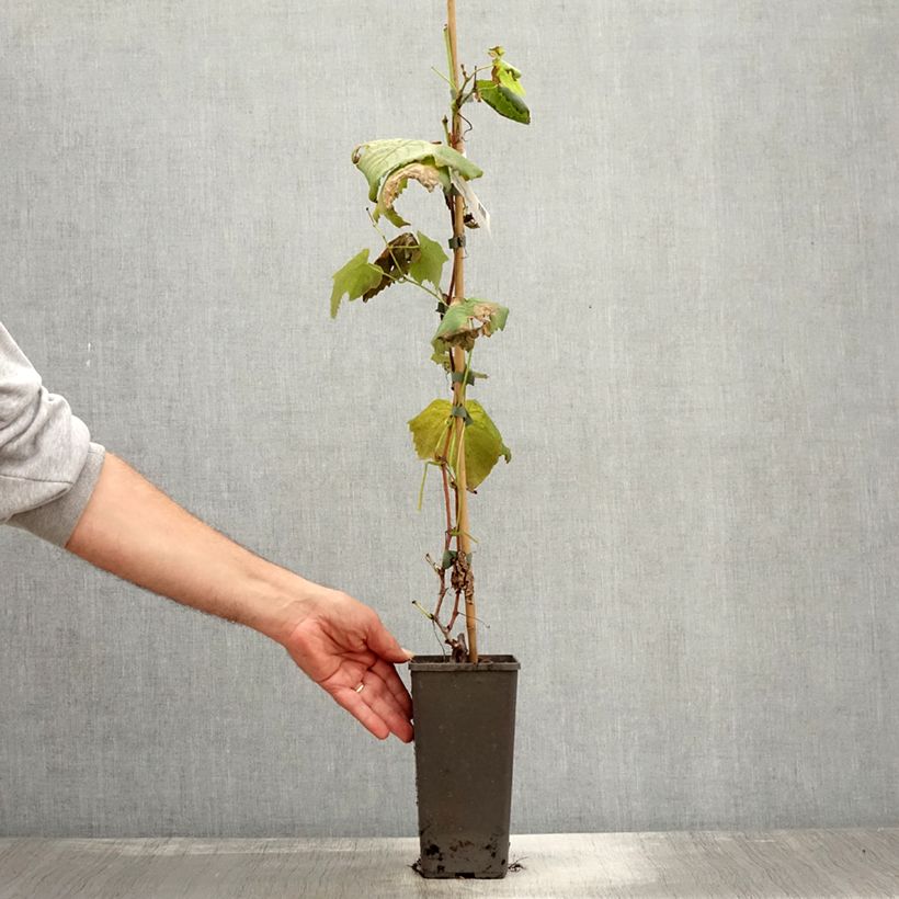 Exemplar von Vigne de table Vanessa - Vitis vinifera Pot de 2L/3L wie im Herbst geliefert