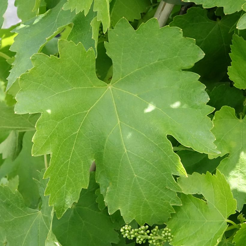 Weinrebe Vittoria (Foliage)