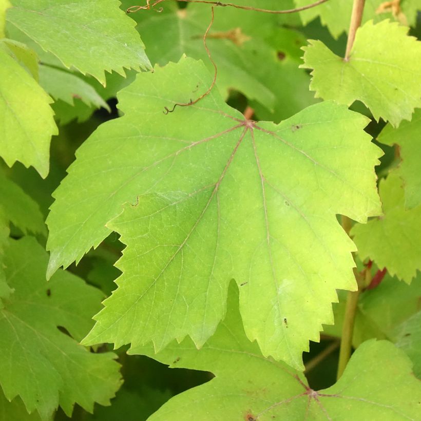 Weinrebe Dolcetto (Laub)