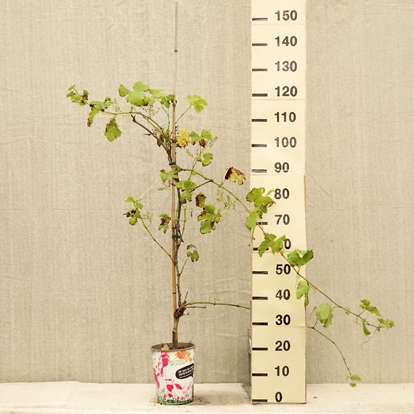 Exemplar von Weinrebe FANNY COV Topf mit 4L/5L wie im Sommer geliefert