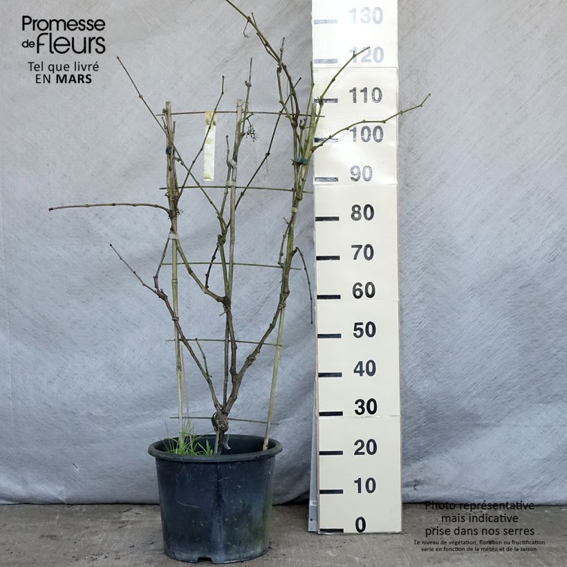 Example of Weinrebe FANNY COV Topf mit 12L/15L as you get in printemps