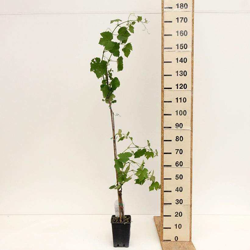 Exemplar von Weinrebe Fragola Nera Précoce - Vitis labrusca x vinifera Topf mit 1,5L/2L wie im Frühjahr geliefert