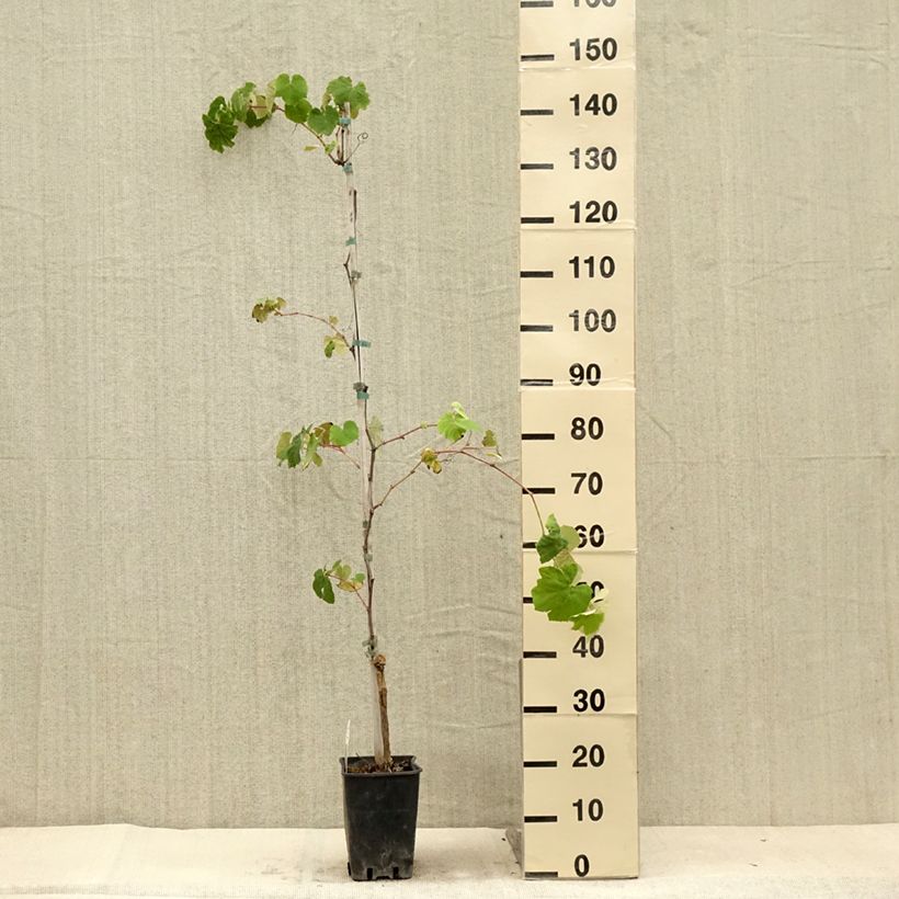 Exemplar von Weinrebe Fragola Nera - Vitis labrusca x vinifera Topf mit 4L/5L wie im Sommer geliefert