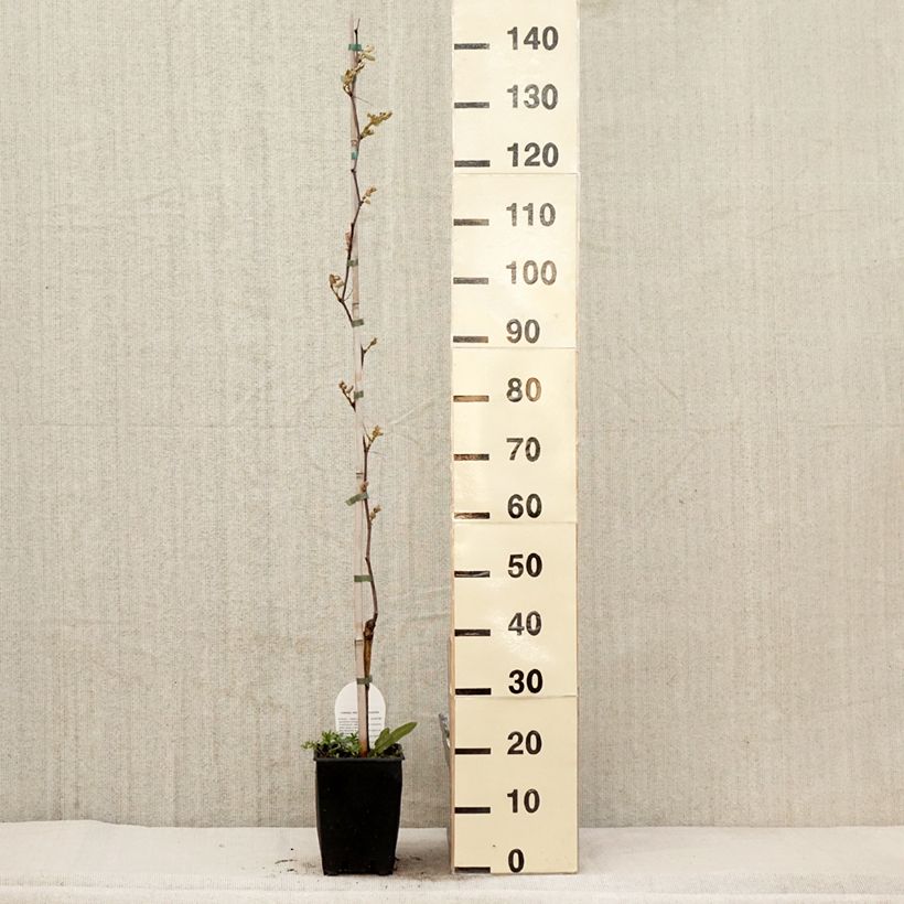 Exemplar von Weinrebe Fragola Nera - Vitis labrusca x vinifera Topf mit 4L/5L wie im Frühjahr geliefert