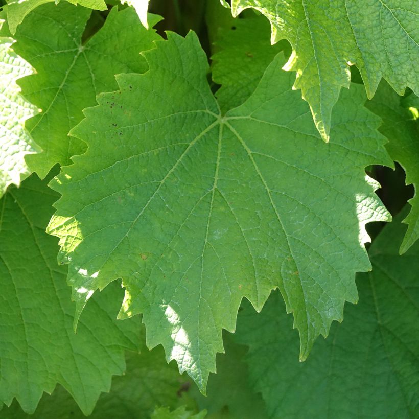Weinrebe Galante (Laub)