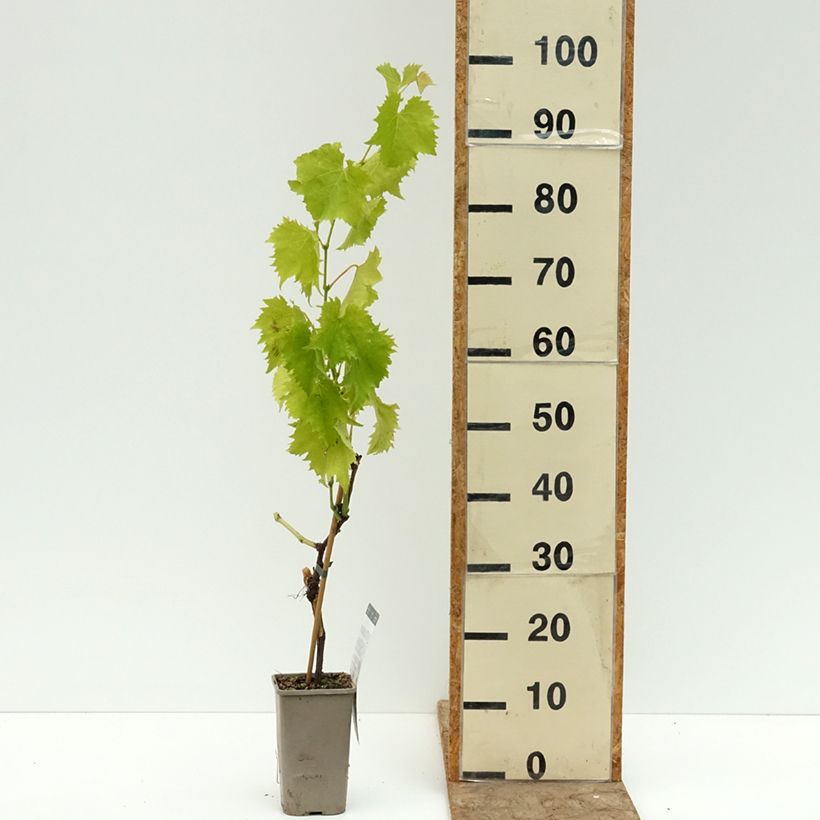 Exemplar von Weinrebe Garant Topf mit 1,5L/2L wie im Sommer geliefert