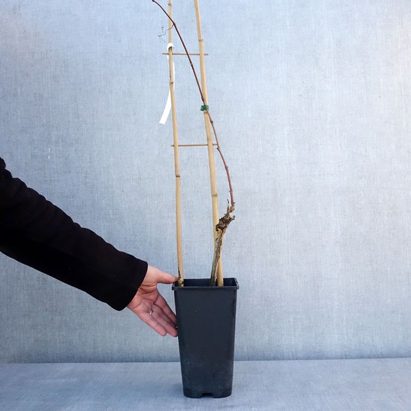 Exemplar von Vigne Italia Pot de 1,5L/2L wie im Winter geliefert