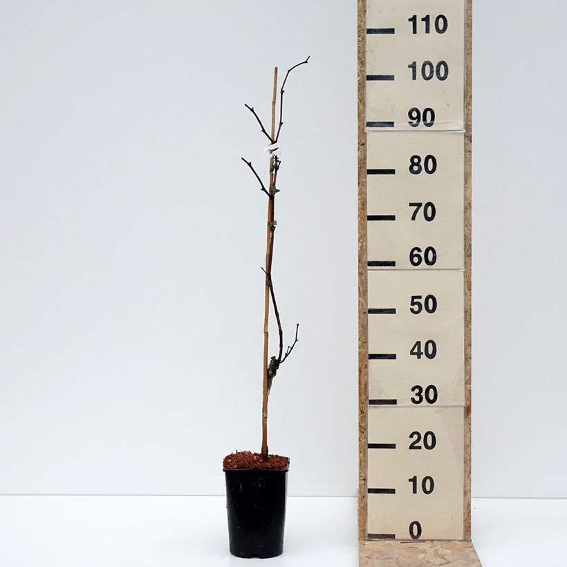 Exemplar von Vigne Marechal Foch - Vitis x vinifera Pot de 2L/3L wie im Winter geliefert