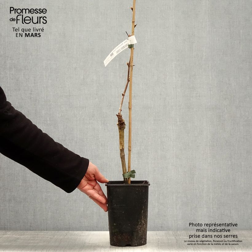 Example of Weinrebe Marechal Foch (188-2 Kuhlmann) - Vitis (x) vinifera Topf mit 2L/3L as you get in printemps