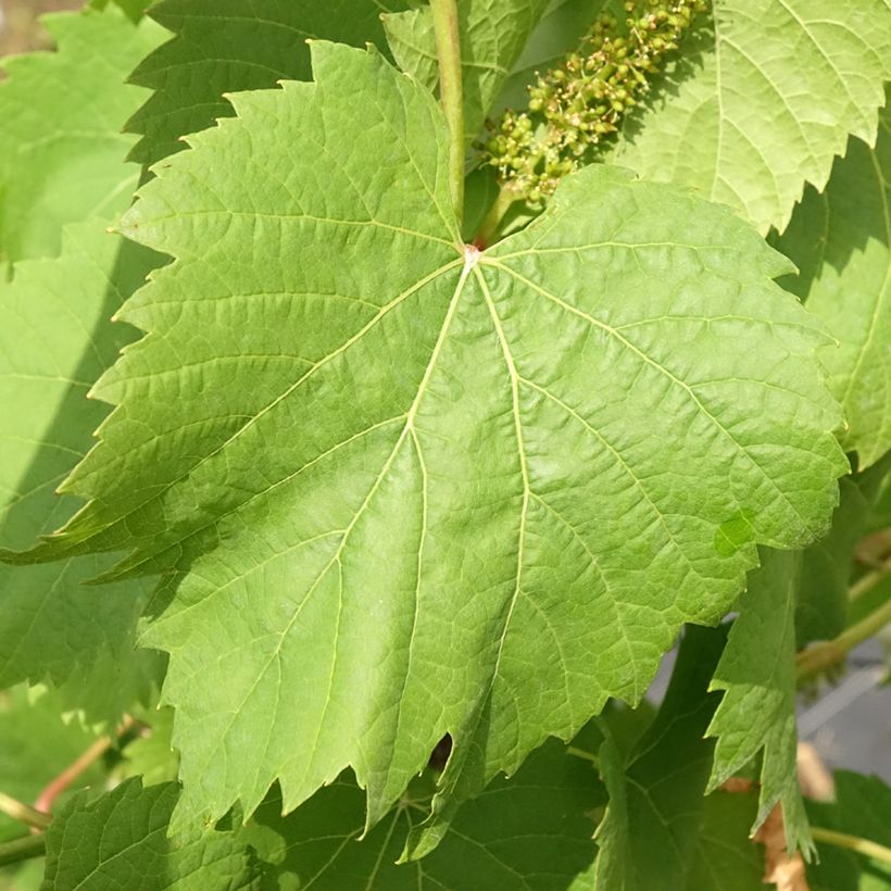 Weinrebe Marechal Foch (188-2 Kuhlmann) - Vitis (x) vinifera (Foliage)