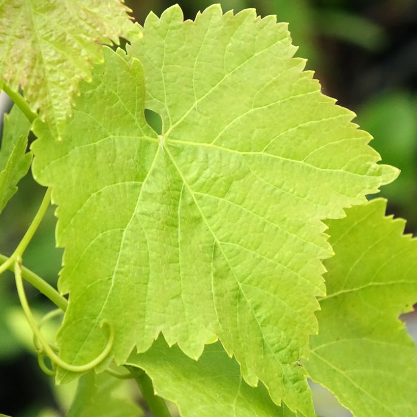 Weinrebe Merlot (Foliage)