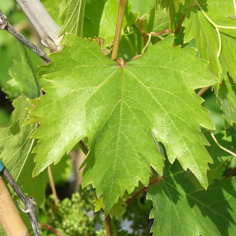 Weinrebe Moscato Monregalese (Foliage)