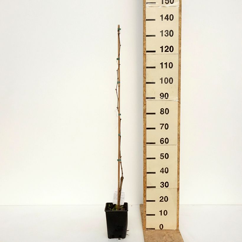 Example of Weinrebe Moscato Monregalese Topf mit 1,5L/2L as you get in printemps