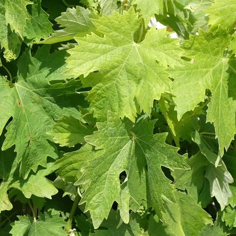 Weinrebe Moscato Terracina (Laub)