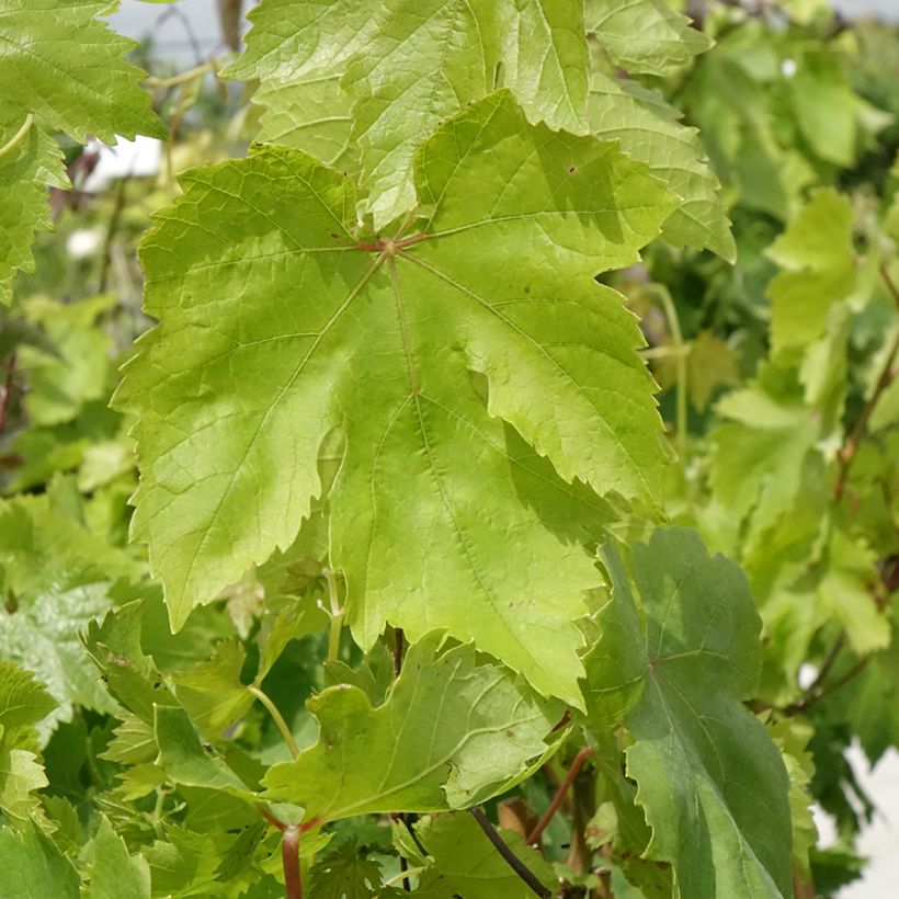 Weinrebe Muscat de Hambourg (Foliage)