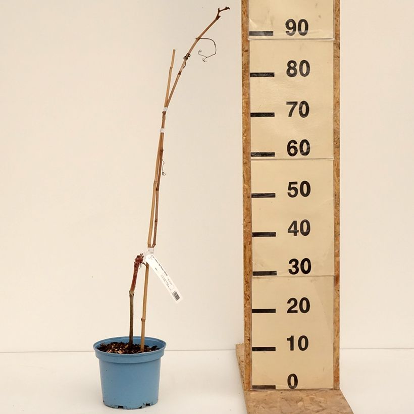 Exemplar von Vigne Nathy-Sauvignac Vign'Happy Fruitality Pot de 3L/4L wie im Winter geliefert