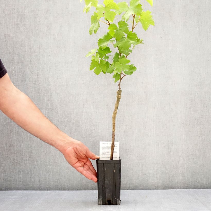 Exemplar von Weinrebe Nebbiolo Topf mit 1,5L/2L wie im Frühjahr geliefert