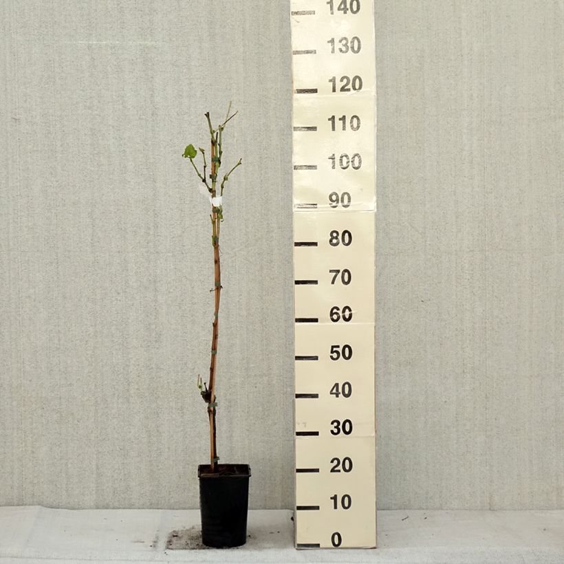 Exemplar von Vigne New York Muscat - Vitis vinifera  Pot de 2L/3L wie im Herbst geliefert