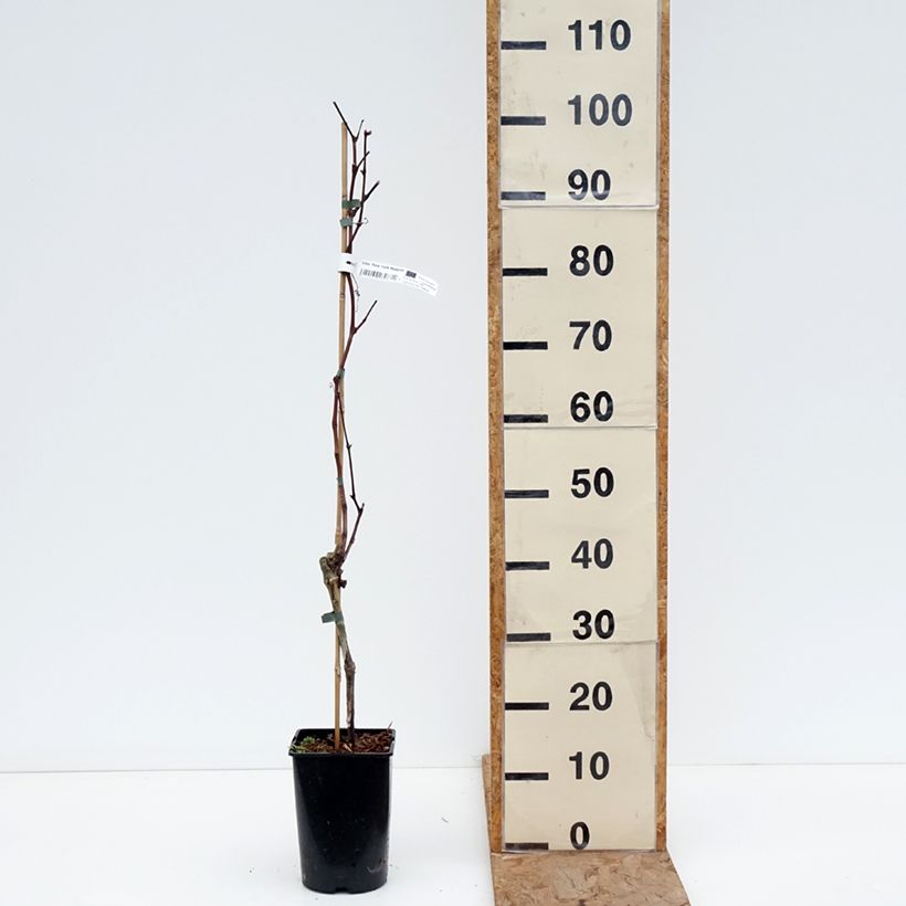 Example of Weinrebe New York Muscat Topf mit 2L/3L as you get in hiver