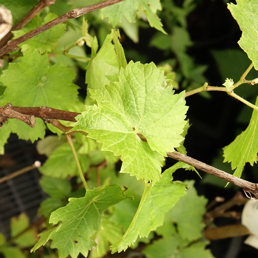 Weinrebe Perle de Csaba (Foliage)