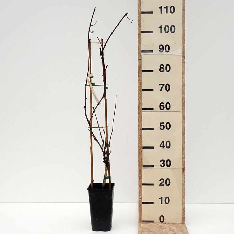Exemplar von Vigne Petit Verdot Pot de 2L/3L wie im Winter geliefert