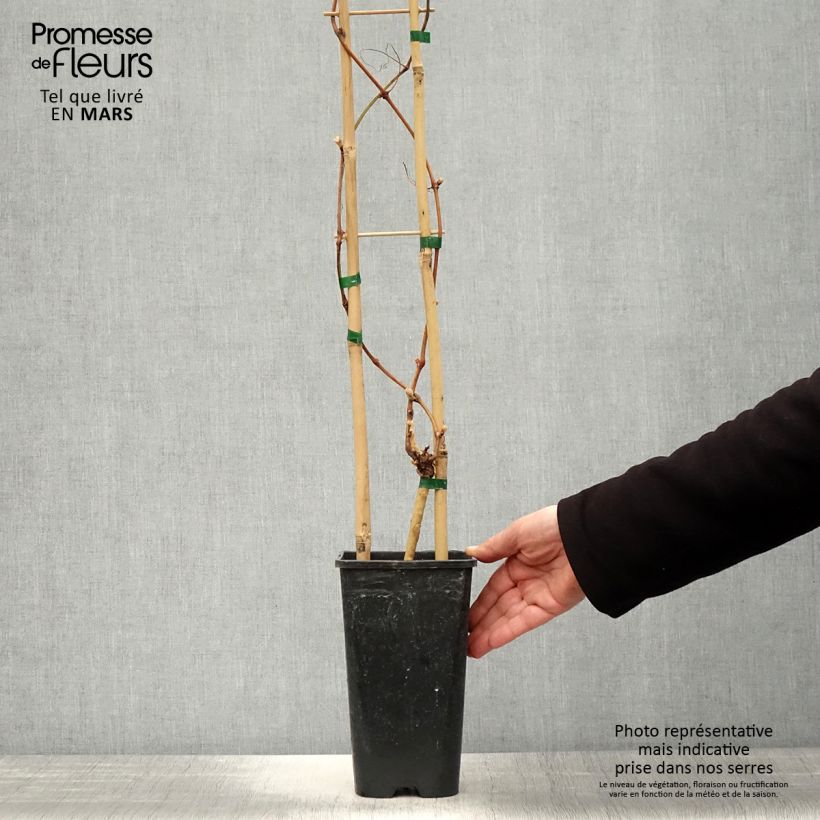 Example of Weinrebe Petit Verdot Topf mit 2L/3L as you get in printemps