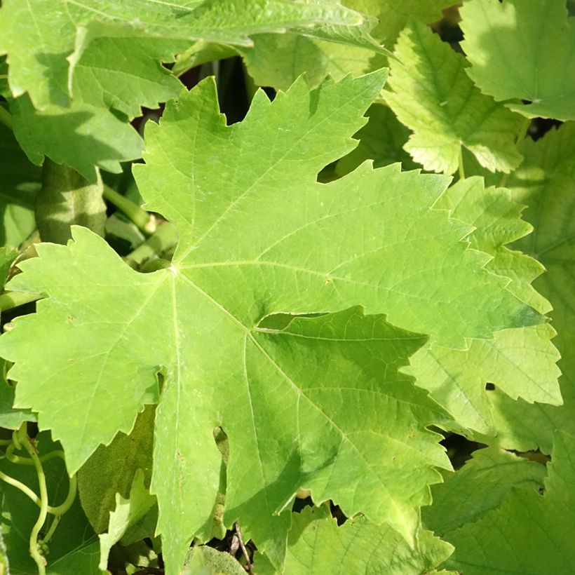 Weinrebe Petit Verdot (Foliage)