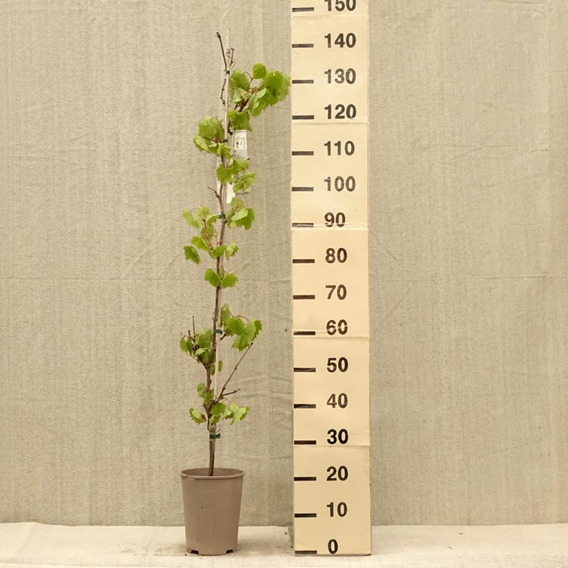 Exemplar von Weinrebe Philipp Topf mit 4L/5L wie im Sommer geliefert