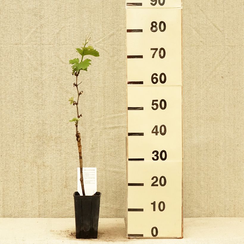 Example of Weinrebe Pinot Noir Topf mit 1L/1,5L as you get in printemps