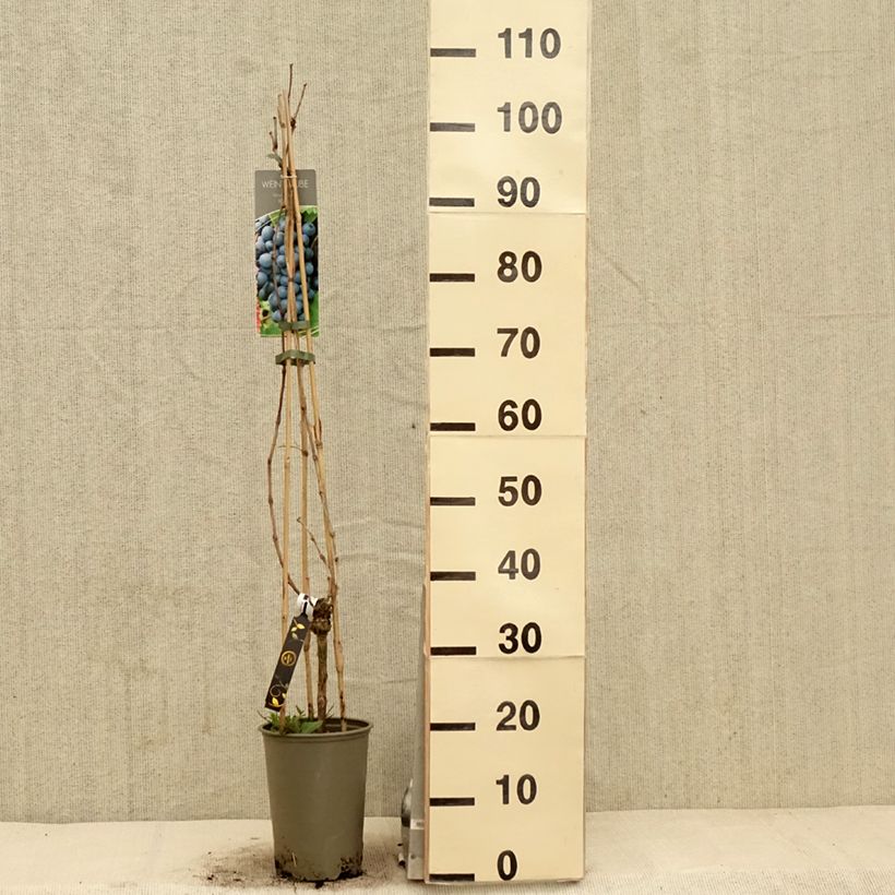 Example of Weinrebe Regent Topf mit 2L/3L as you get in printemps