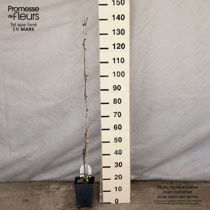 Example of Weinrebe Aperina Rossa Topf mit 3L/4L as you get in printemps