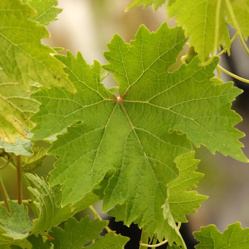 Weinrebe Ametista (Laub)