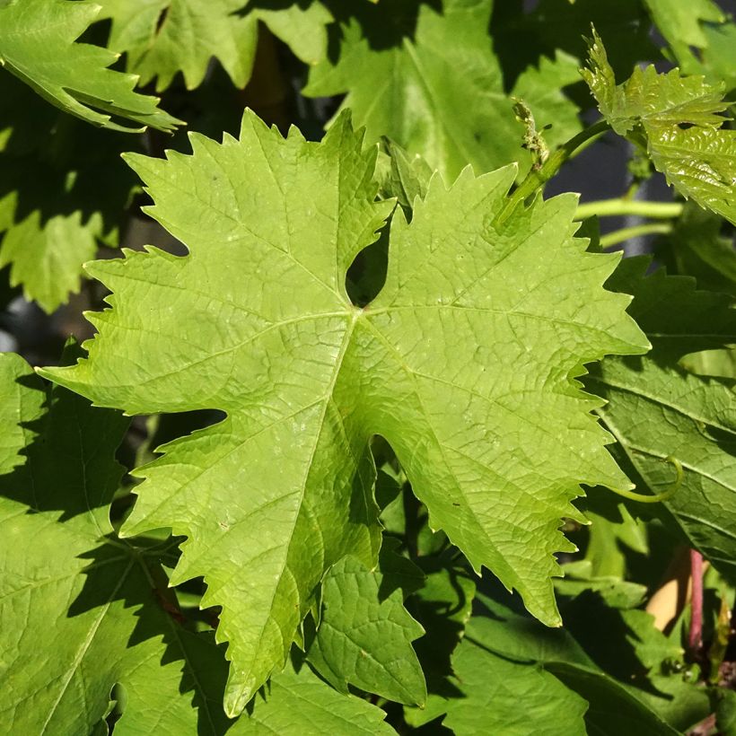 Weinrebe Aperina bianca (Laub)