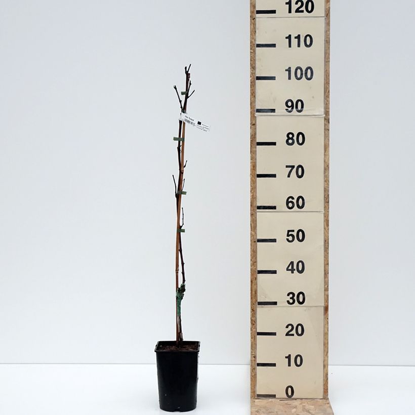 Exemplar von Vigne Solara - Vitis vinifera Pot de 2L/3L wie im Winter geliefert