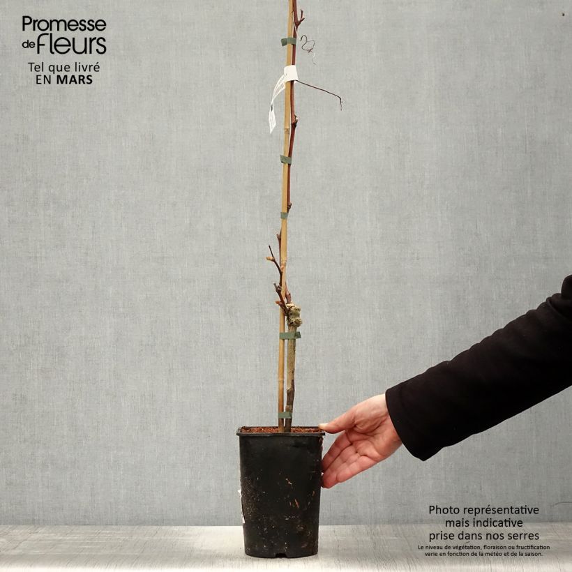 Example of Weinrebe Solara - Vitis (x) vinifera Topf mit 2L/3L as you get in printemps