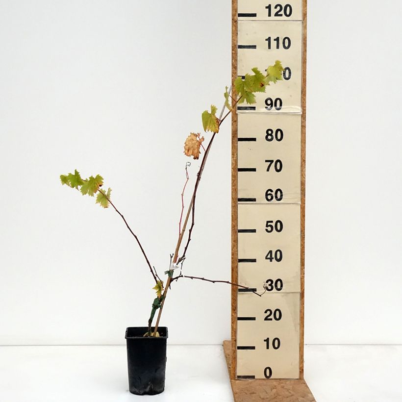Exemplar von Weinrebe Solara - Vitis (x) vinifera Topf mit 2L/3L wie im Herbst geliefert