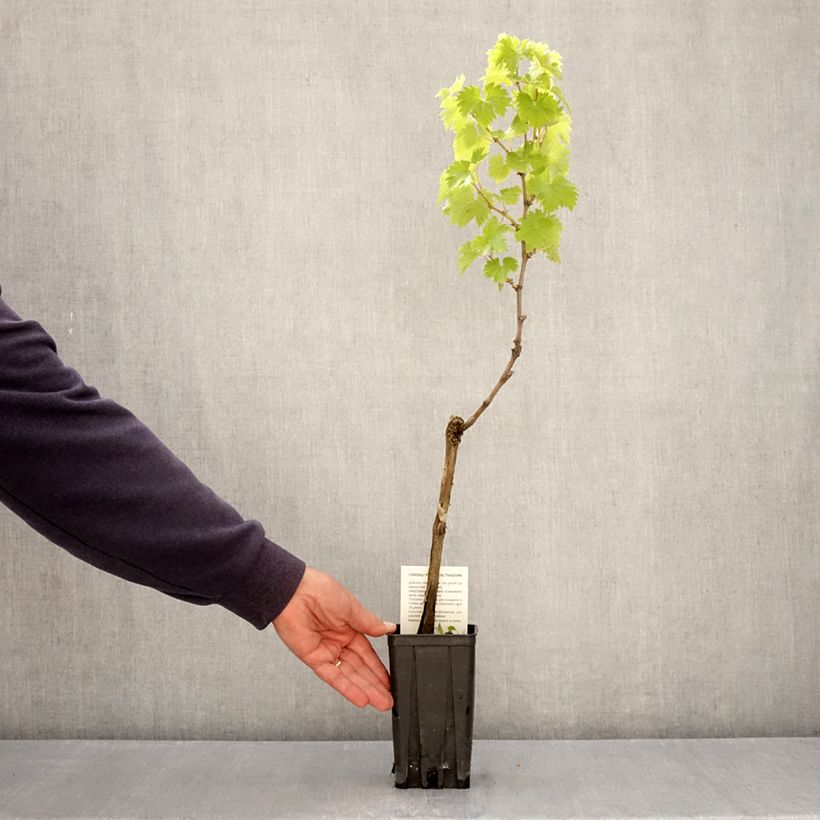 Exemplar von Weinrebe Timorasso Topf mit 1,5L/2L wie im Frühjahr geliefert